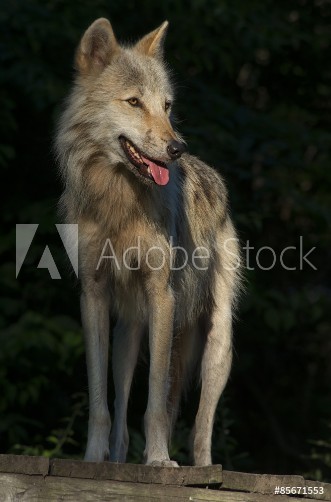 Picture of Timber Wolf  Gray Wolf  Grey Wolf